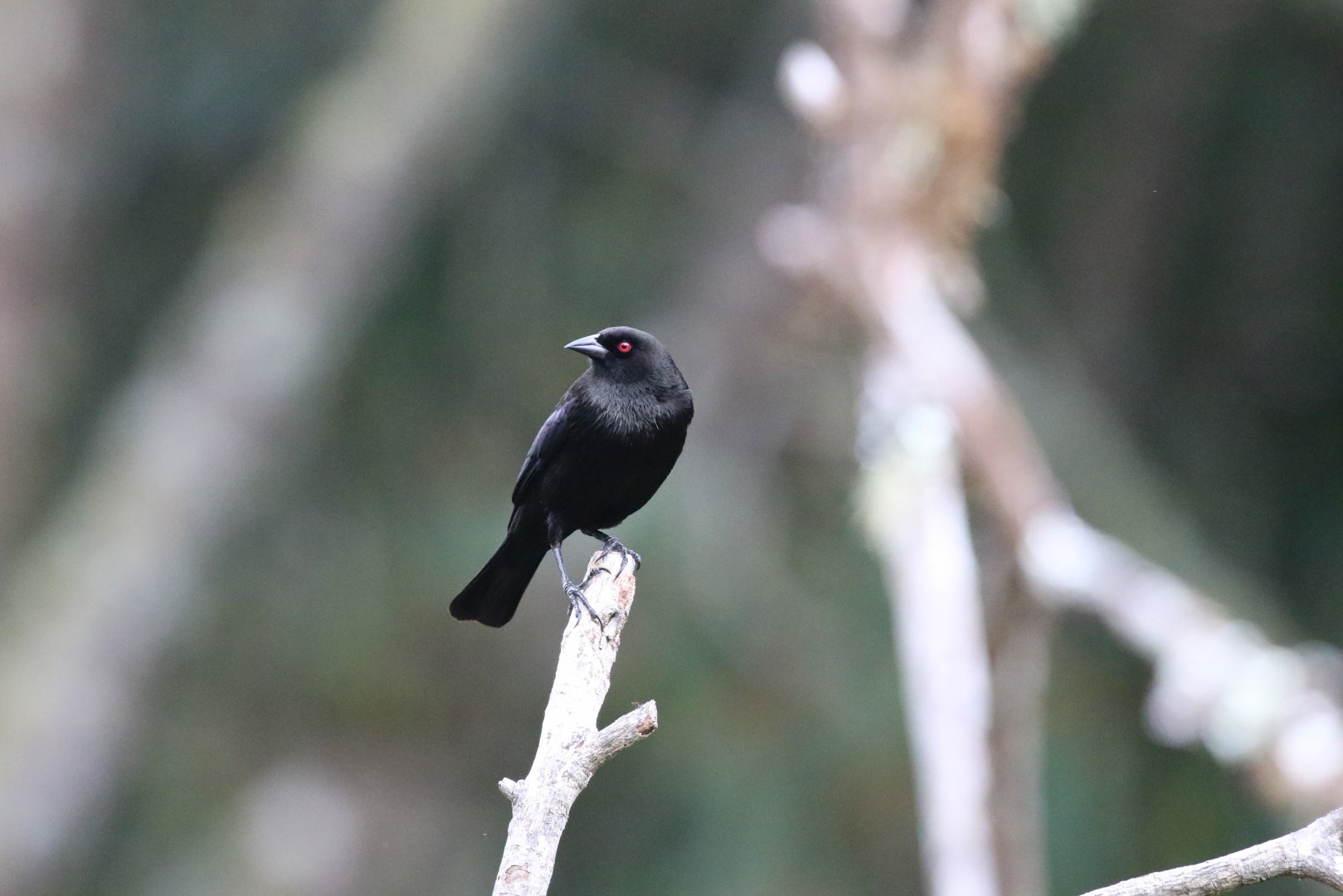 Bronzed Cowbird