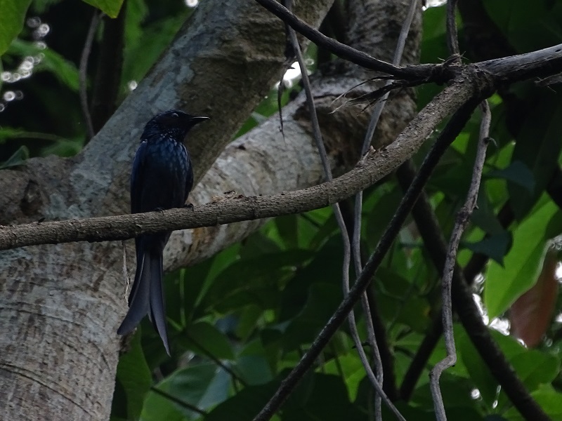 Bronzed drongo (Dicrurus aeneus aeneus)