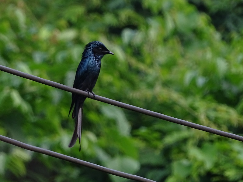 Bronzed drongo (Dicrurus aeneus aeneus)