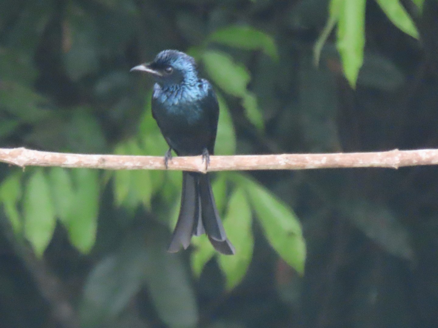 Bronzed drongo (Dicrurus aeneus)