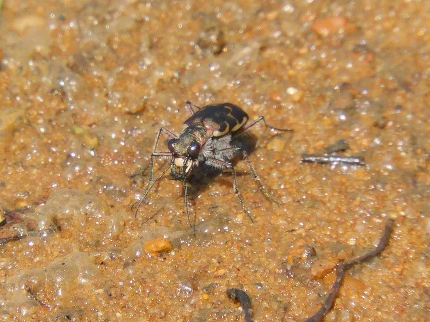 bronzed tiger beetle