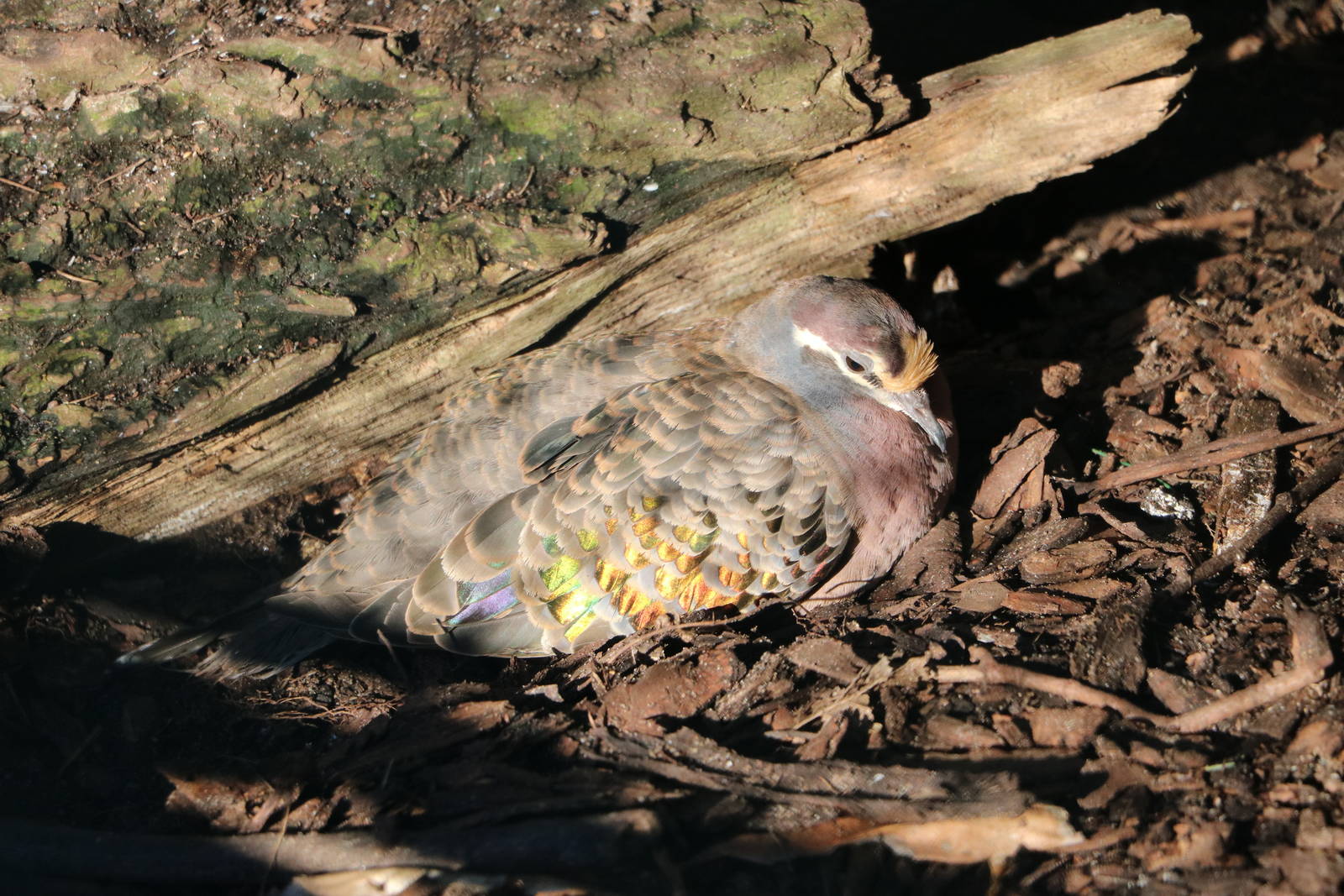 Bronzewing in the light, February 2016