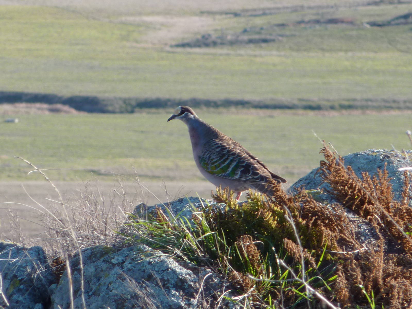 Bronzewing Pigeon, NSW Southern Tablelands