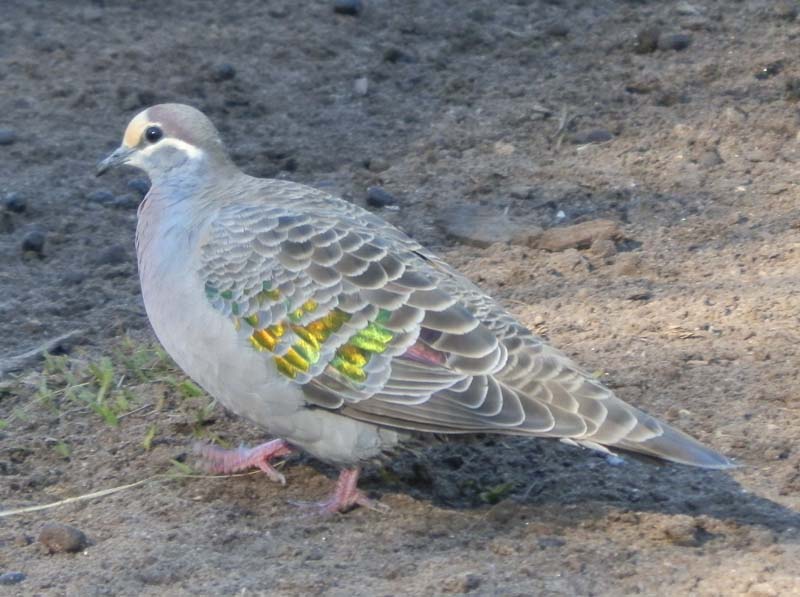 Bronzwing pigeon