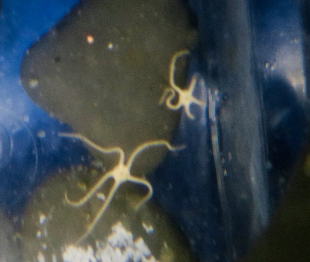 Brooding Snake Star (Amphipholis squamata)