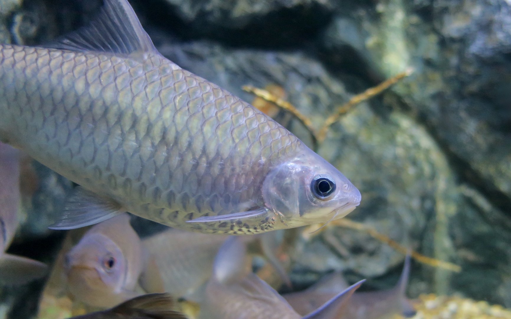 Brook Barb (Poropuntius bantamensis)
