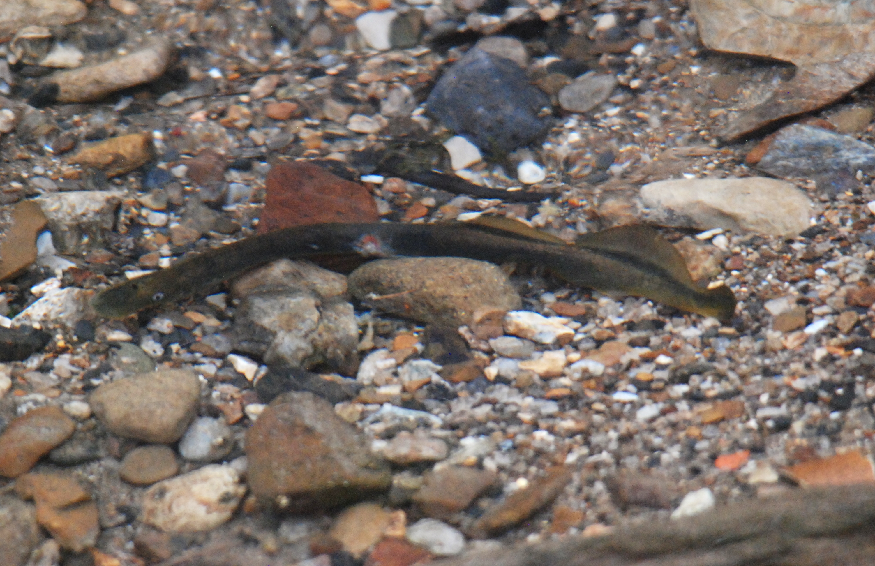 Brook Lamprey, near Calver (Derbyshire), April 2022