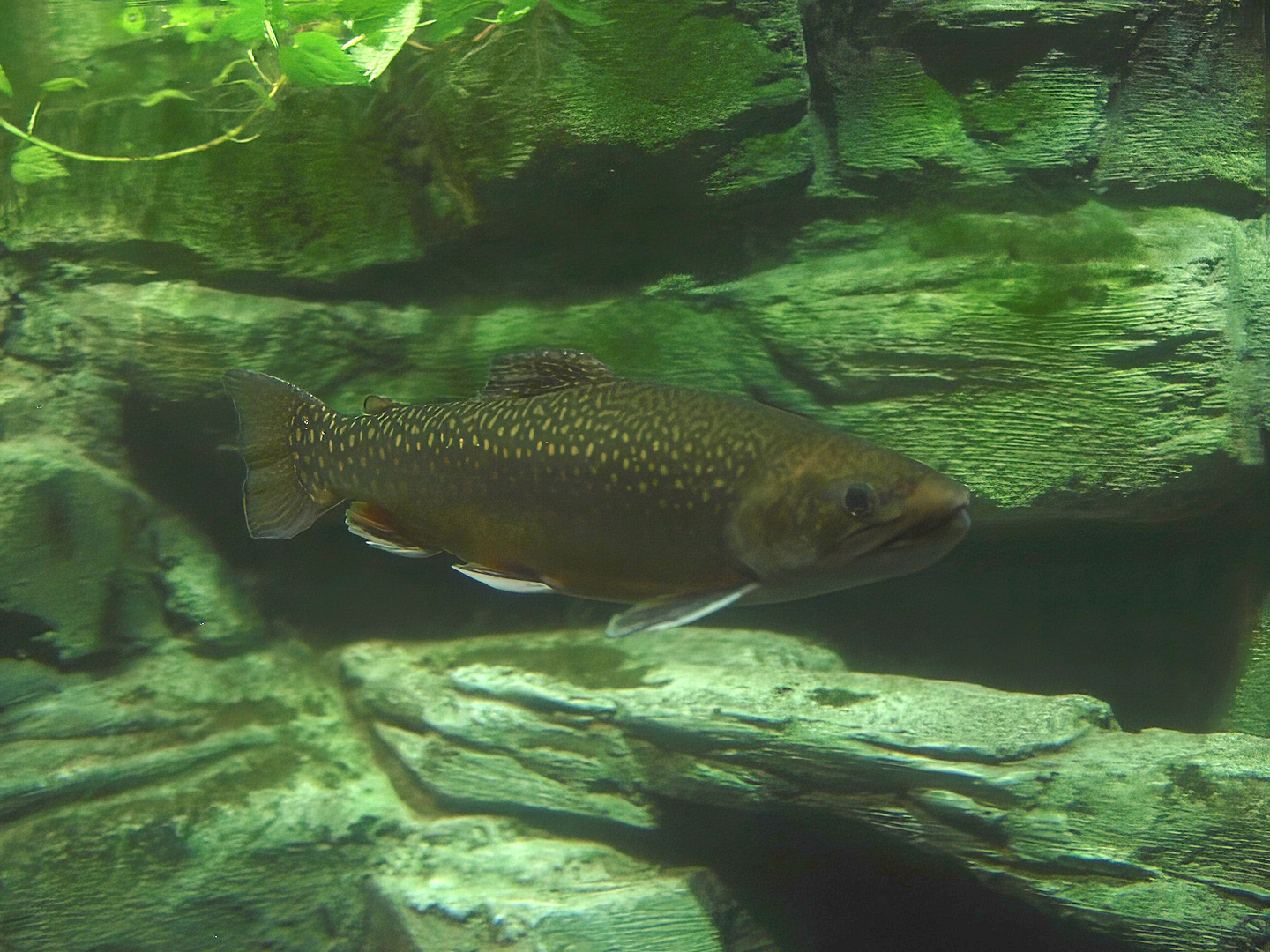 Brook trout (Salvelinus fontinalis), 2014-10-19