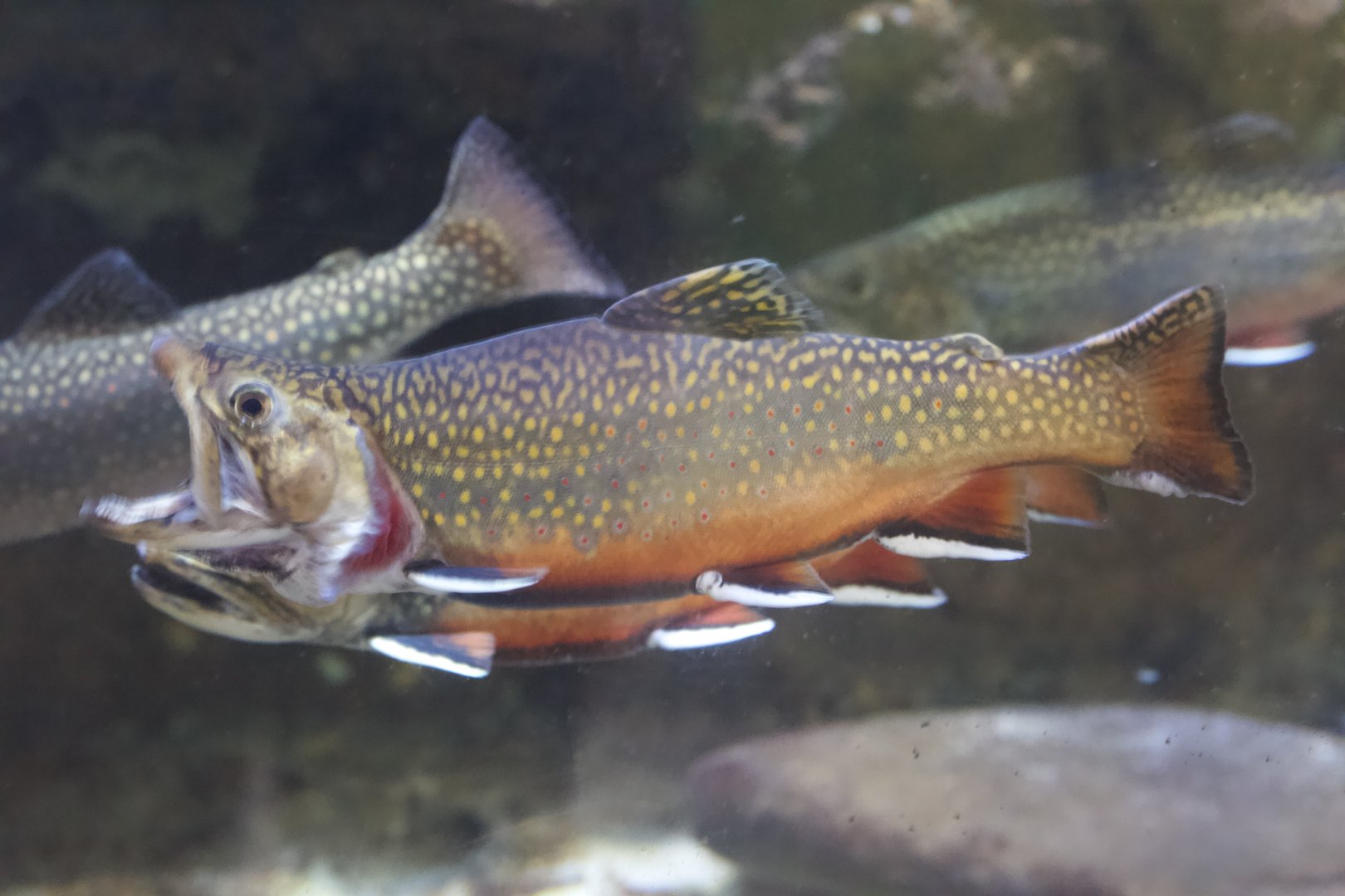 Brook Trout/ Salvelinus fontinalis