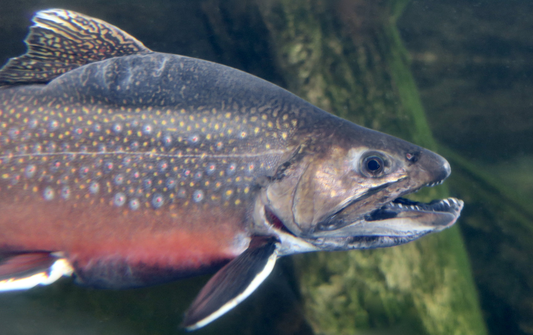 Brook Trout (Salvelinus fontinalis)