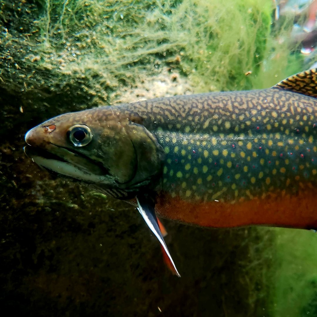 Brook Trout (Salvelinus fontinalis)