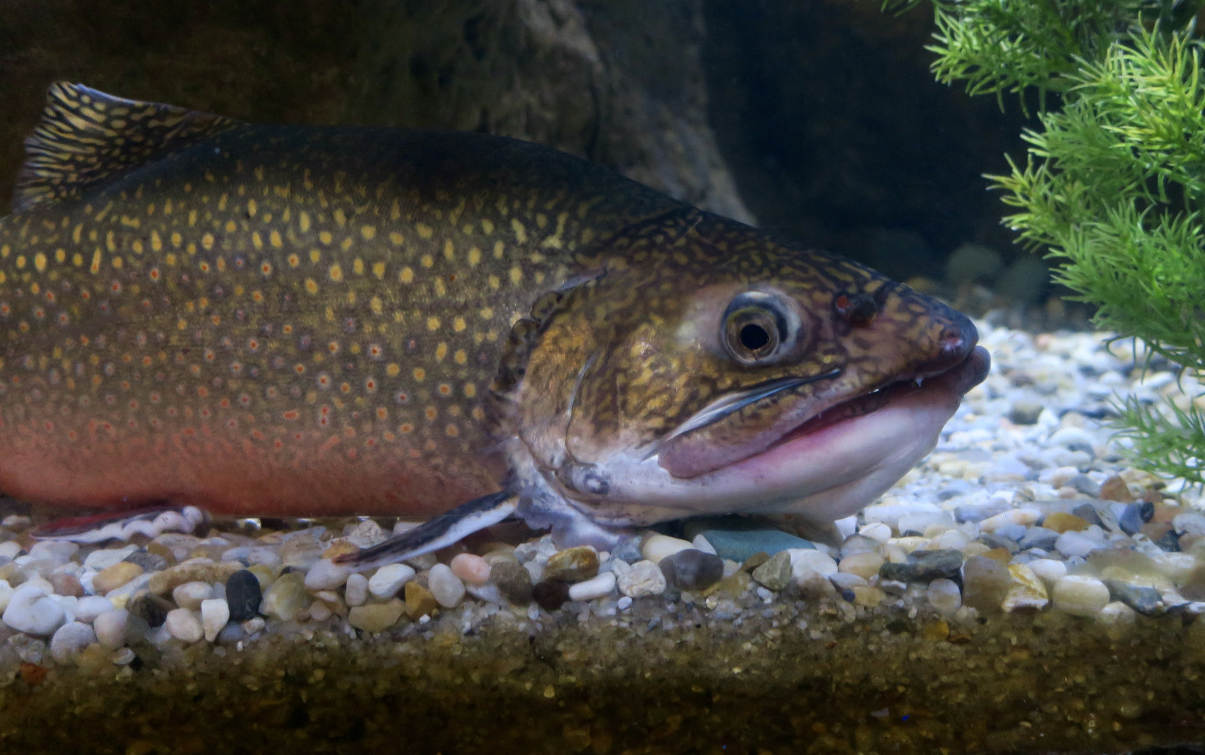 Brook Trout (Salvelinus fontinalis)