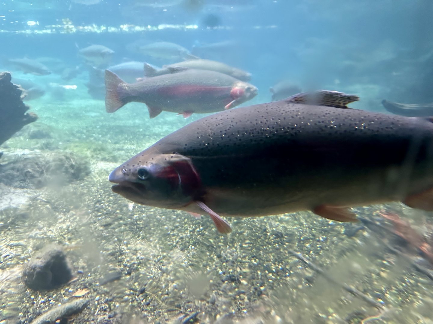 Brook trout (Salvelinus fontinalis)