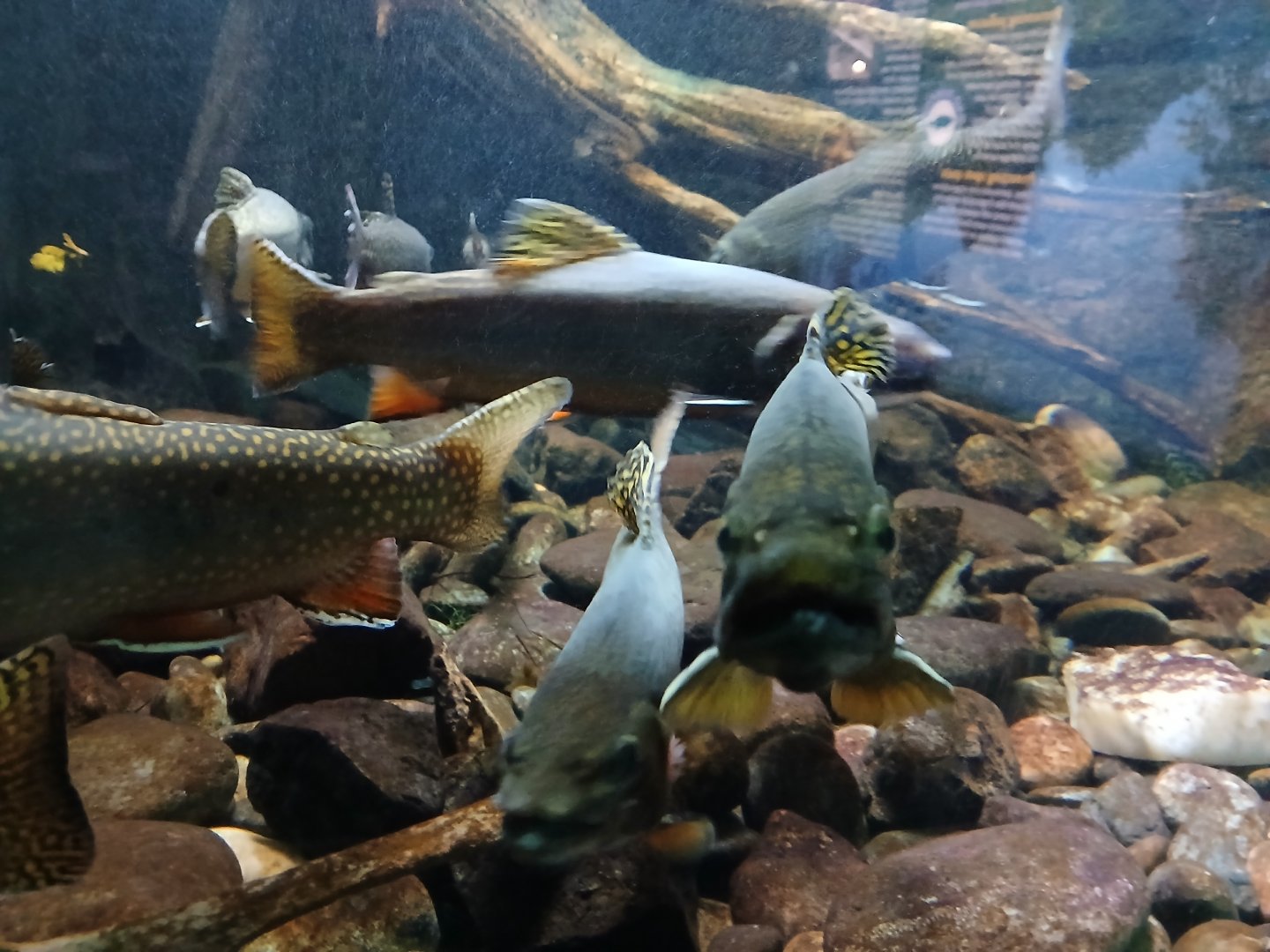 Brook Trout - Seen Jan 29 2025