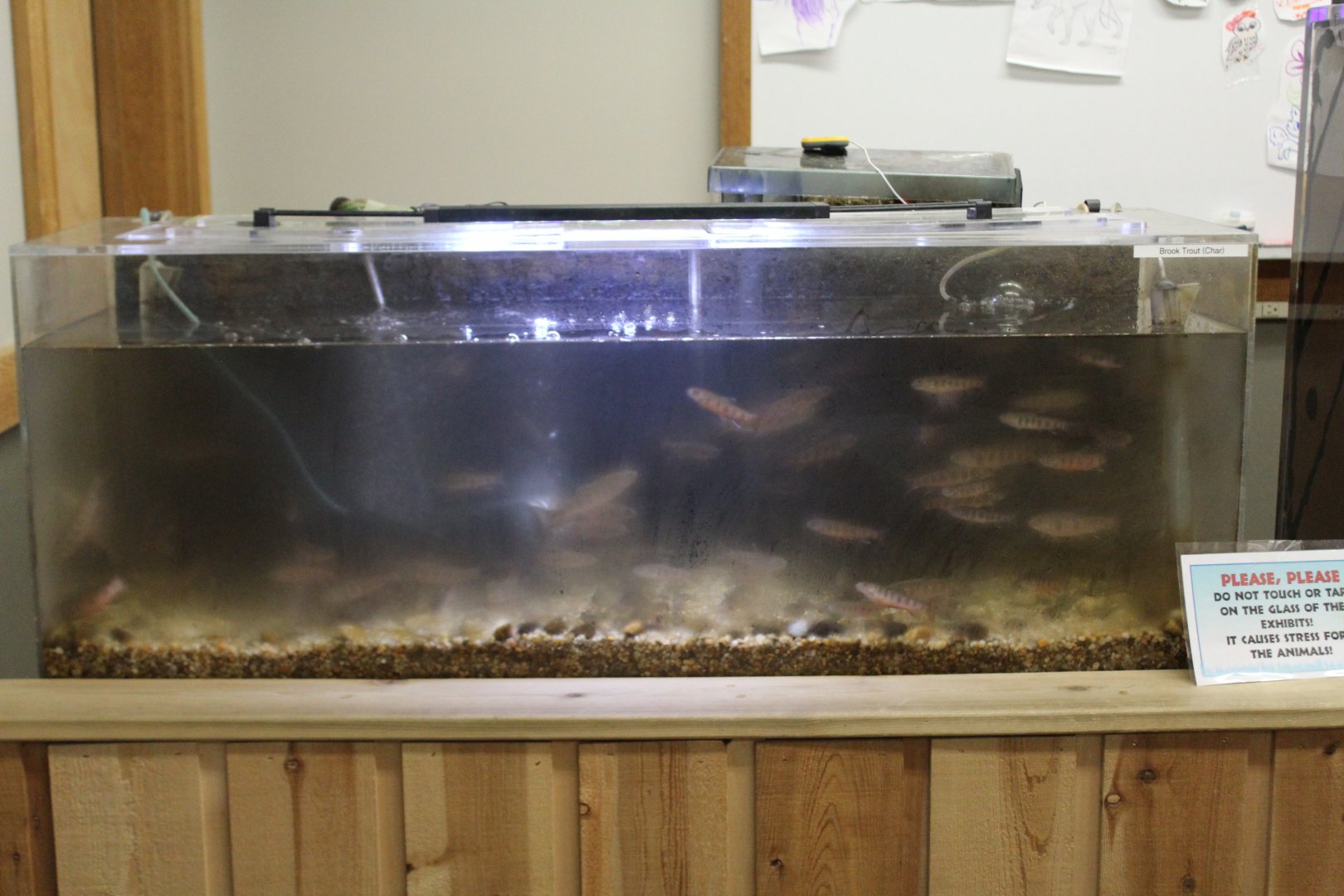 Brook Trout Tank