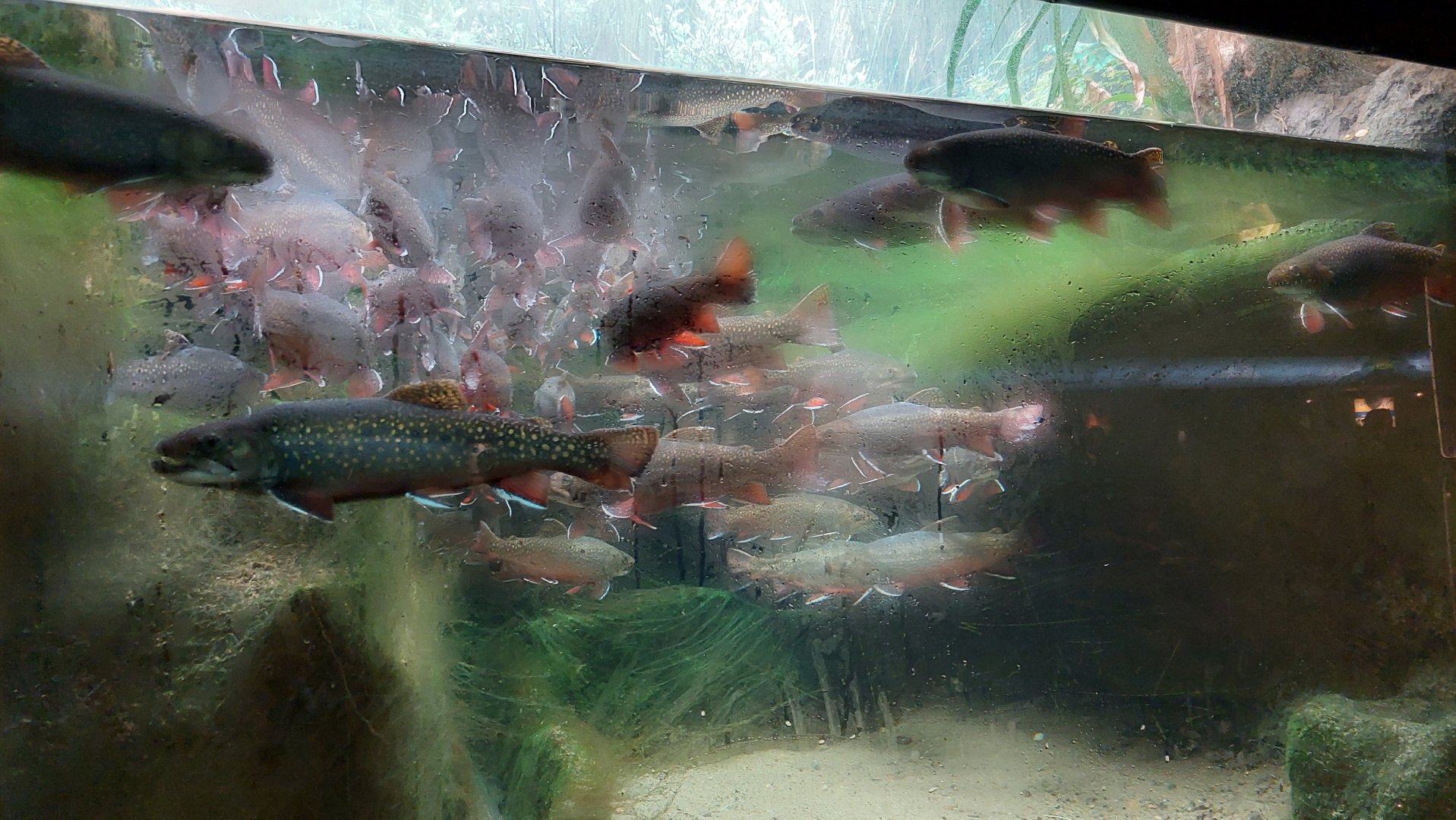 Brook trout tank