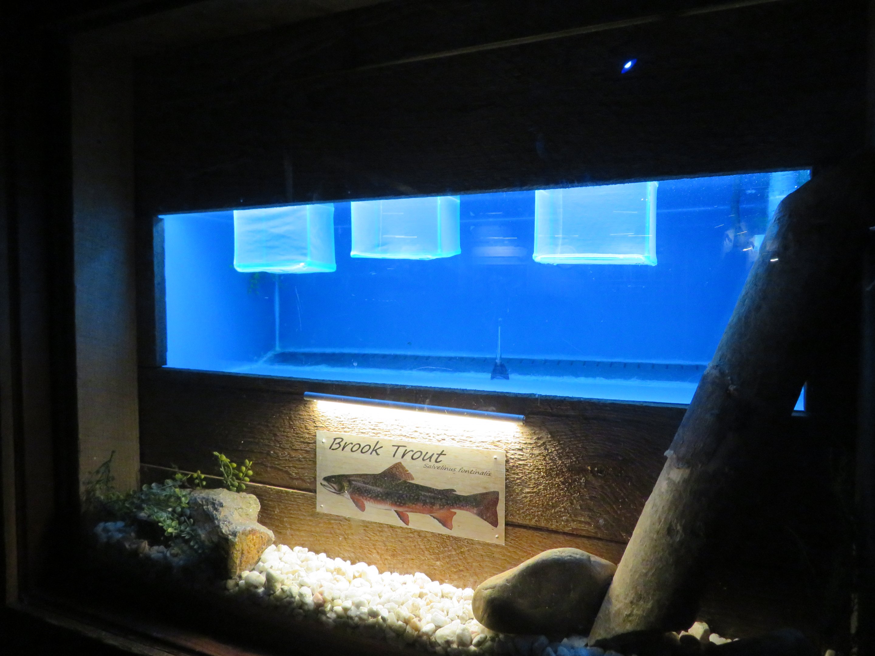 Brook Trout Tank