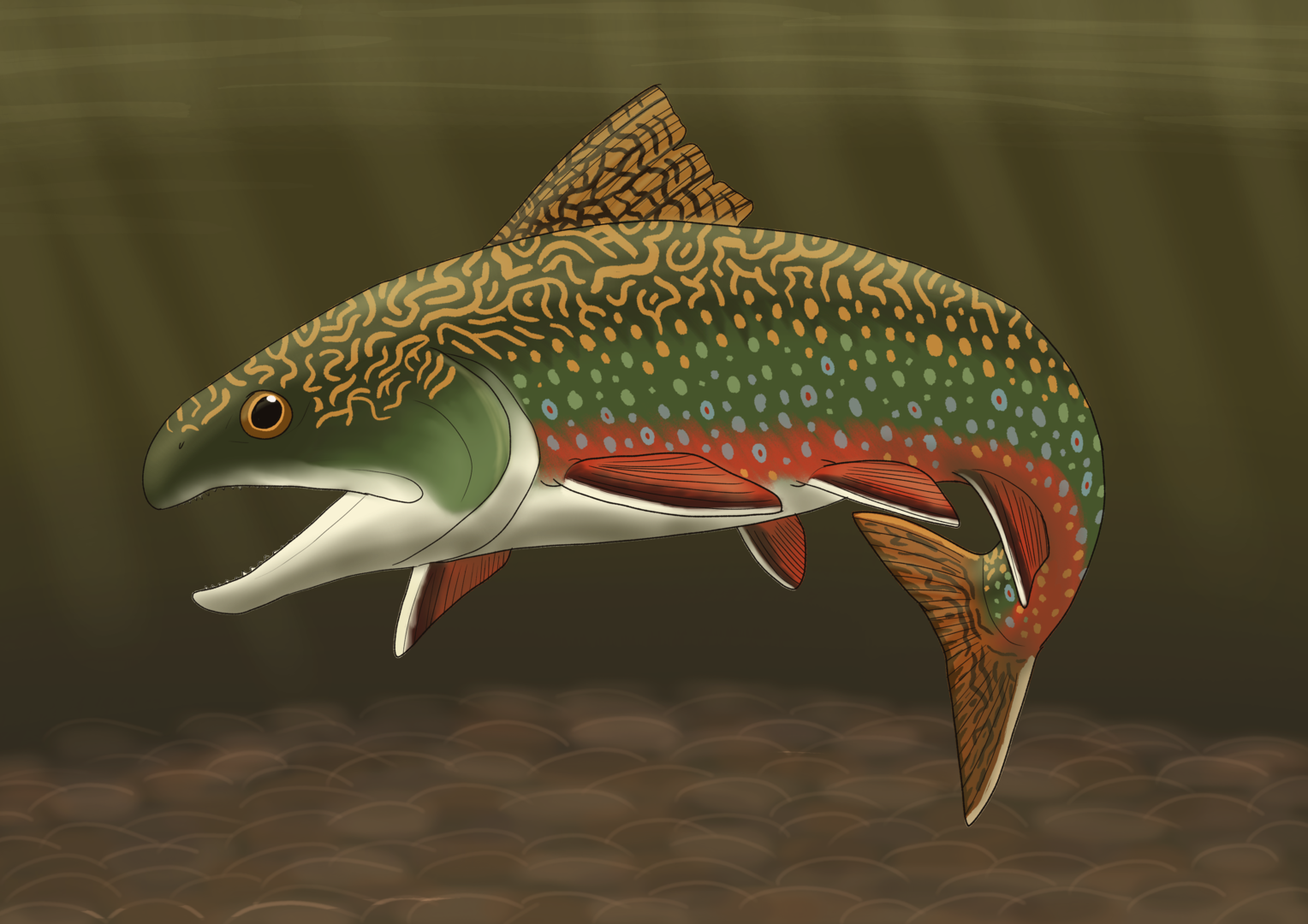 Brook Trout