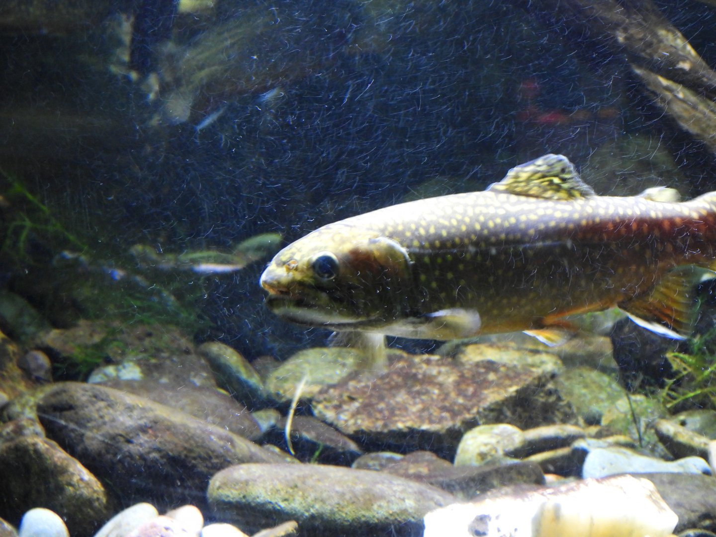 Brook trout