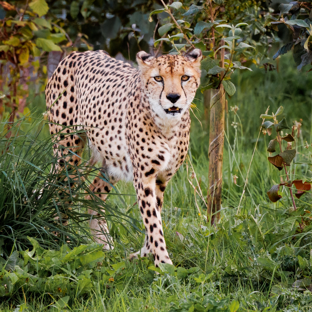 Brooke, the male cheetah at YWP