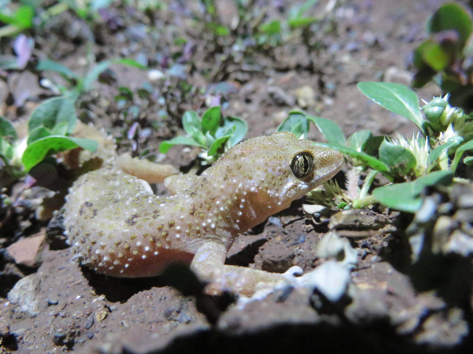 Brooke's house gecko