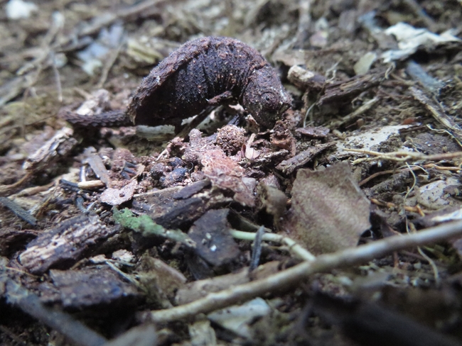 Brookesia minima