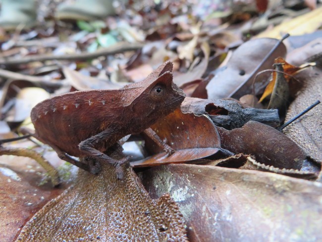 Brookesia superciliaris