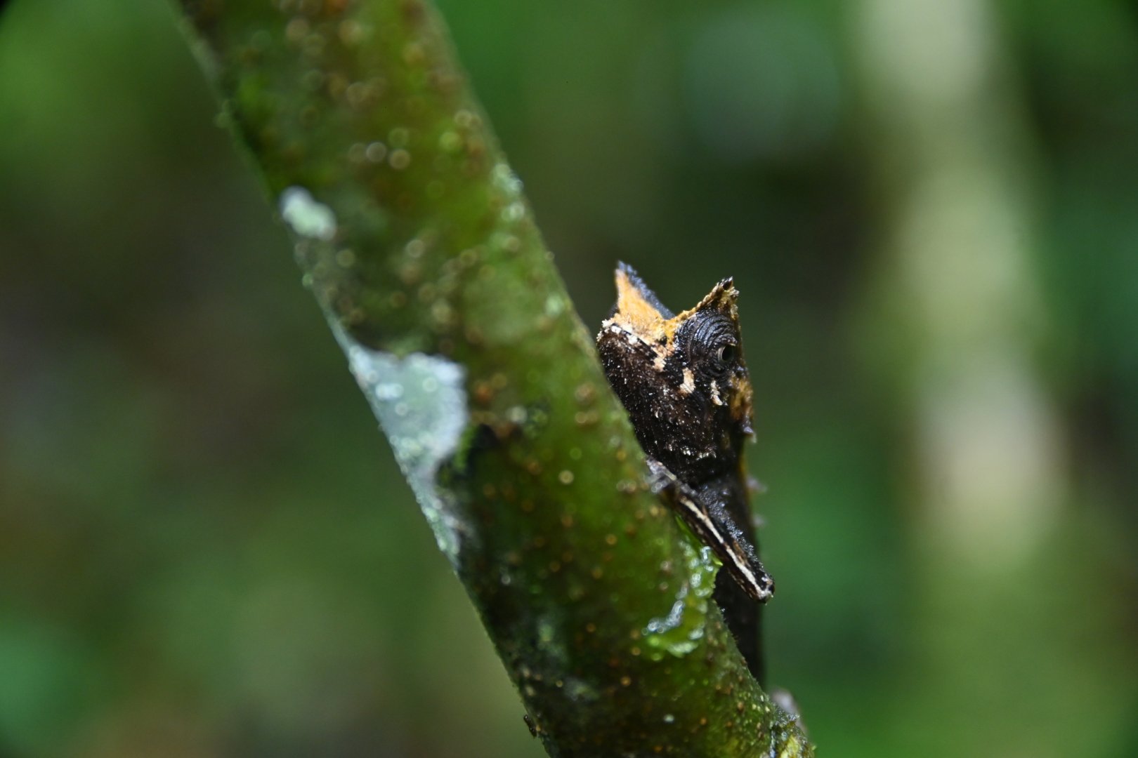 Brookesia superciliaris