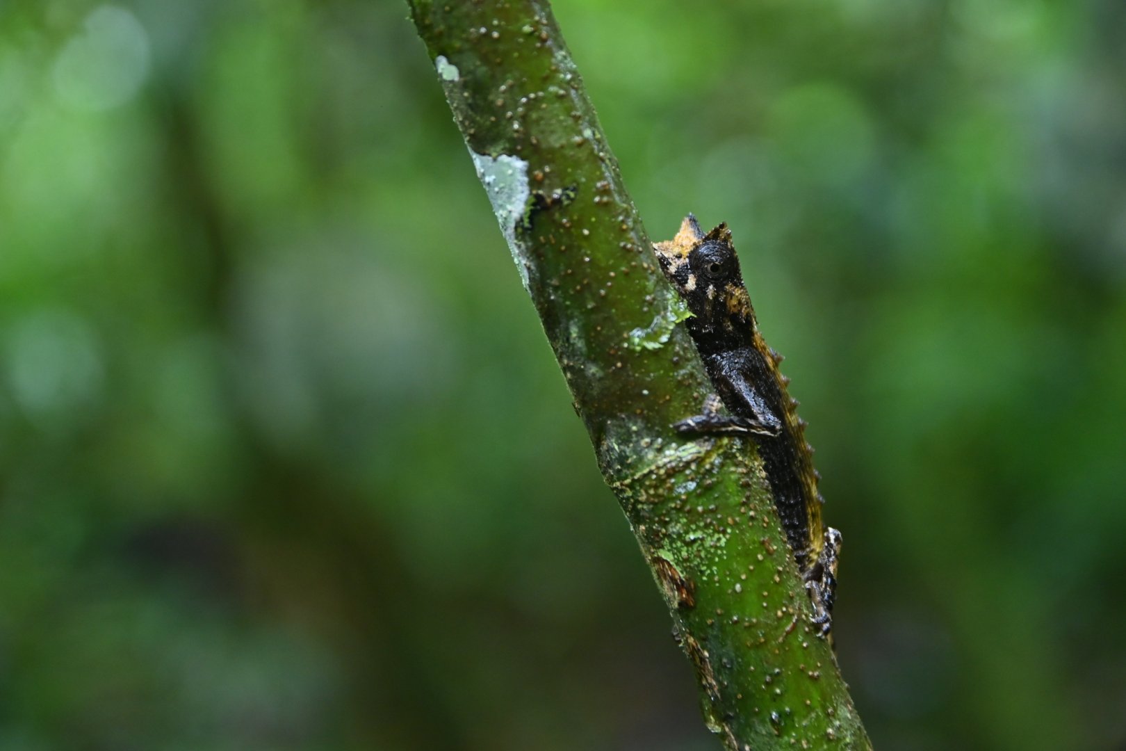Brookesia superciliaris