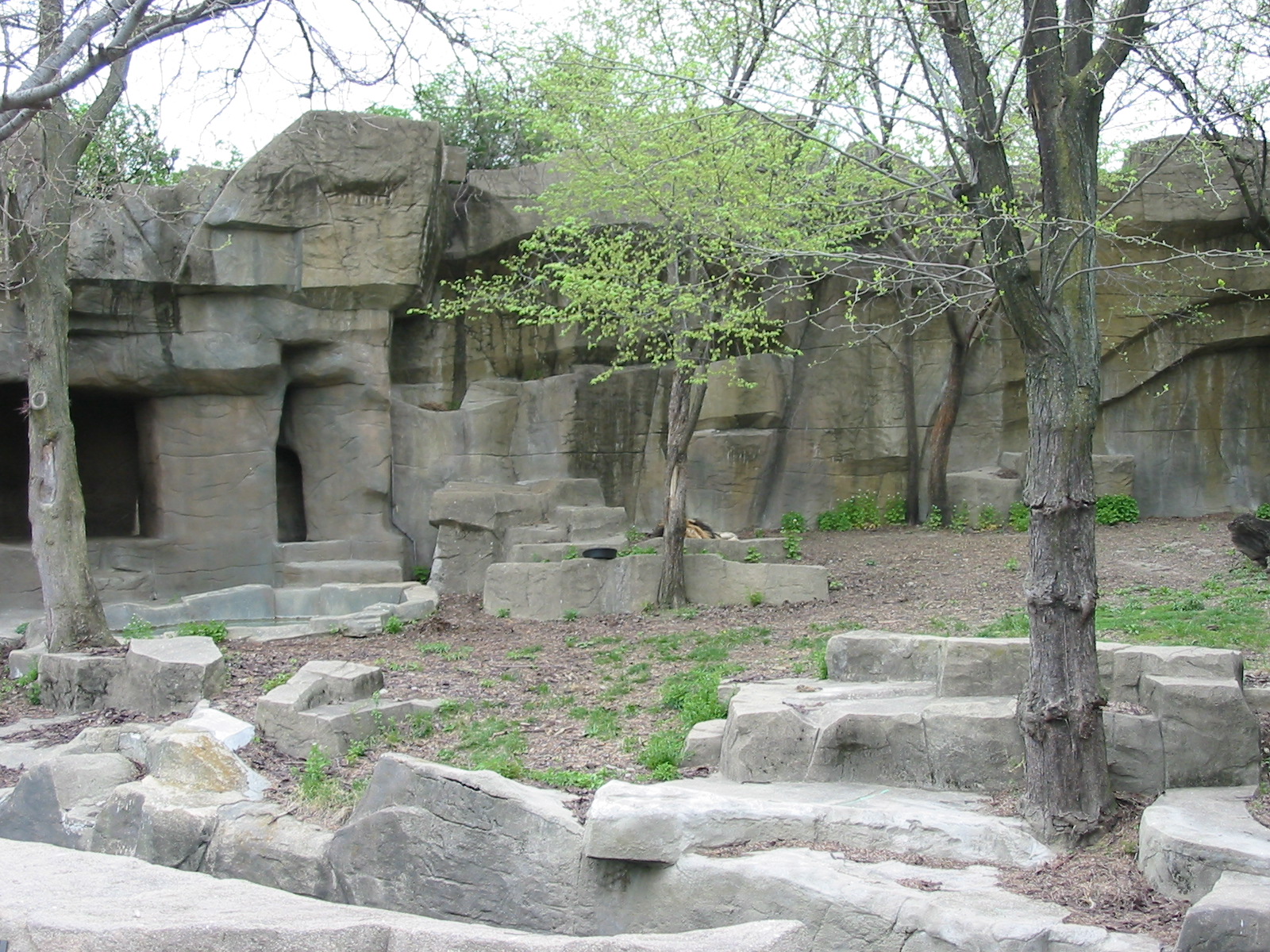 Brookfield Zoo 2003 - African Lion exhibit in Fragile Hunters