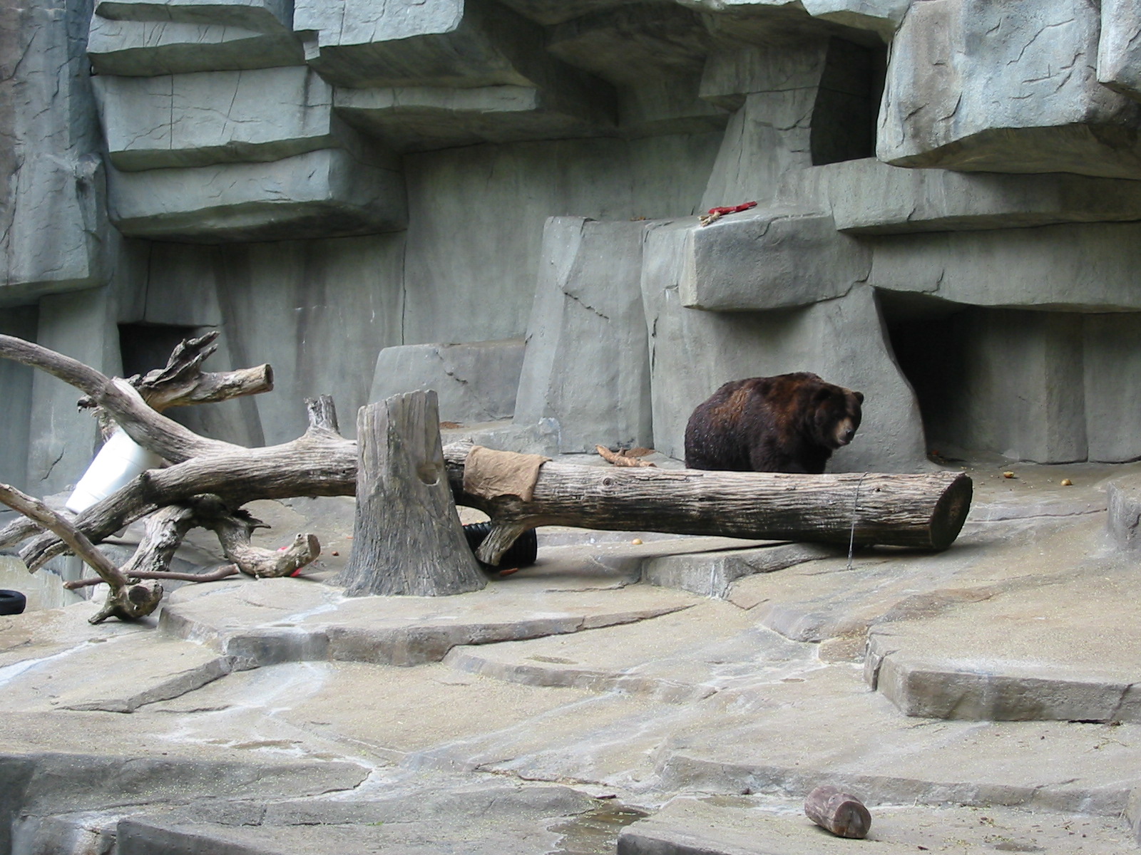 Brookfield Zoo 2003 - Alaskan Brown Bear in the old Bear Grottos