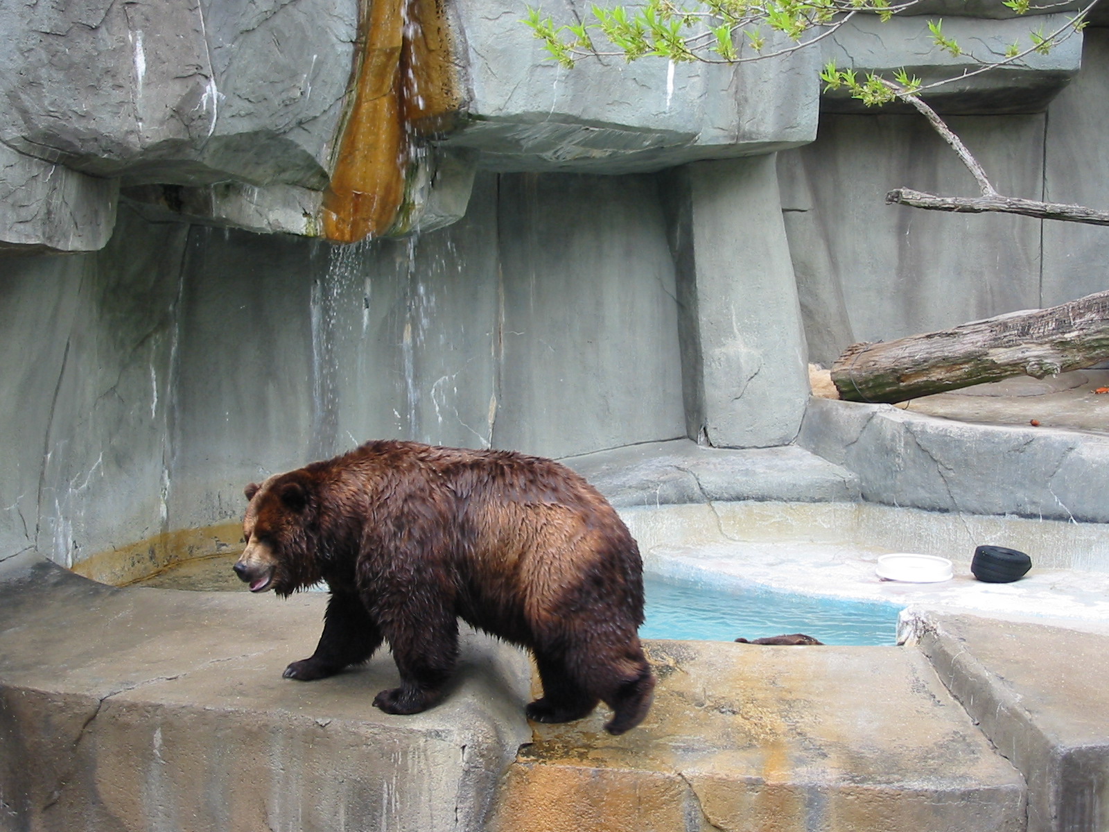 Brookfield Zoo 2003 - Alaskan Brown Bear in the old Bear Grottos