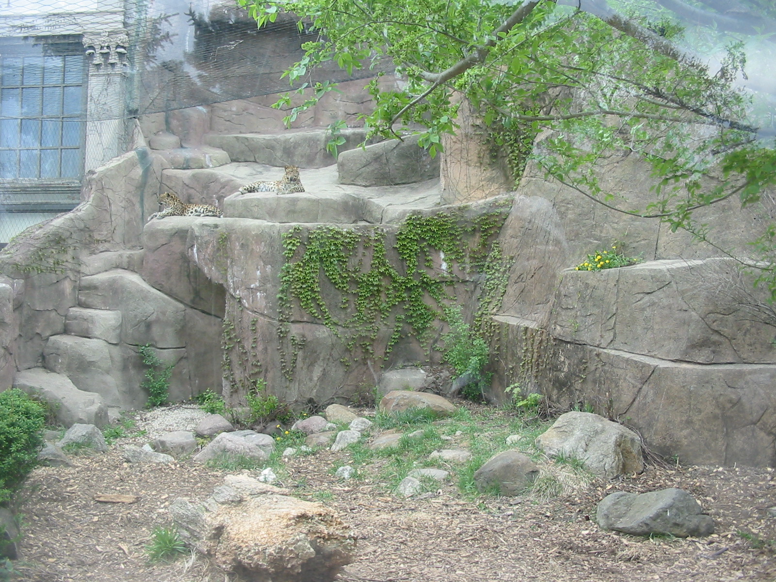 Brookfield Zoo 2003 - Amur Leopard exhibit in Fragile Desert