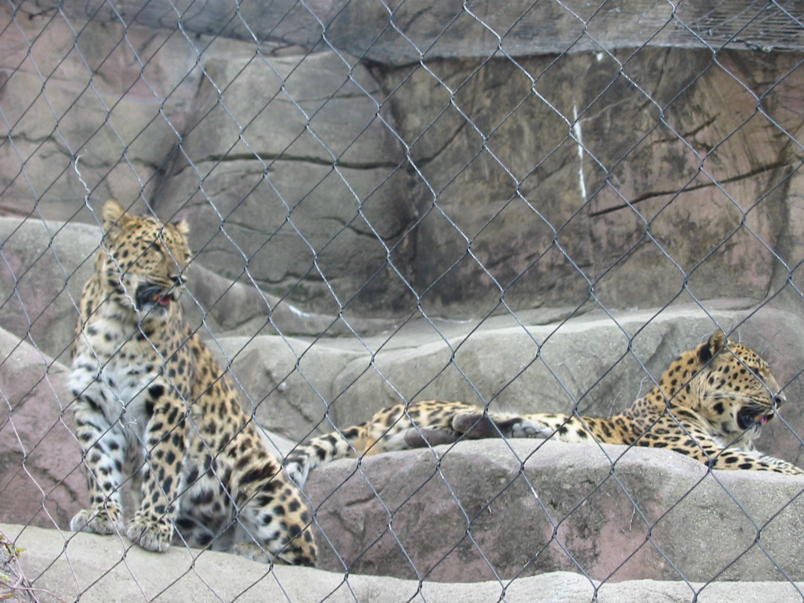 Brookfield Zoo 2003 - Amur Leopards in Fragile Desert