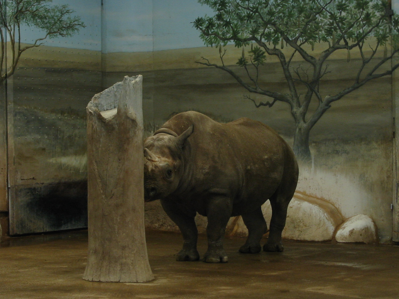 Brookfield Zoo 2003 - Black Rhinoceros inside the Pachyderm House