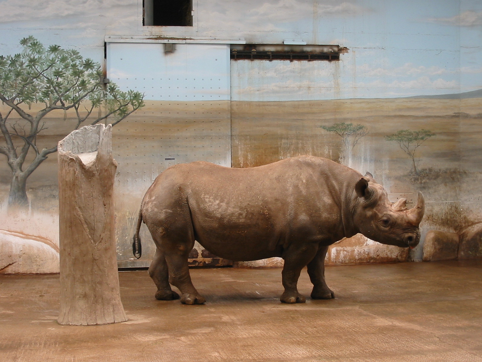 Brookfield Zoo 2003 - Black Rhinoceros inside the Pachyderm House