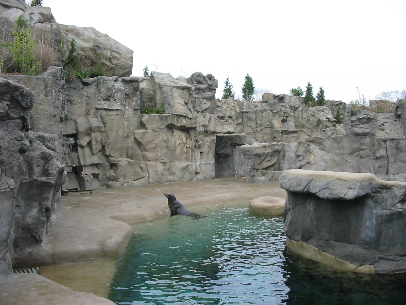 Brookfield Zoo 2003 - California Sea Lion pool in the Pinniped Point