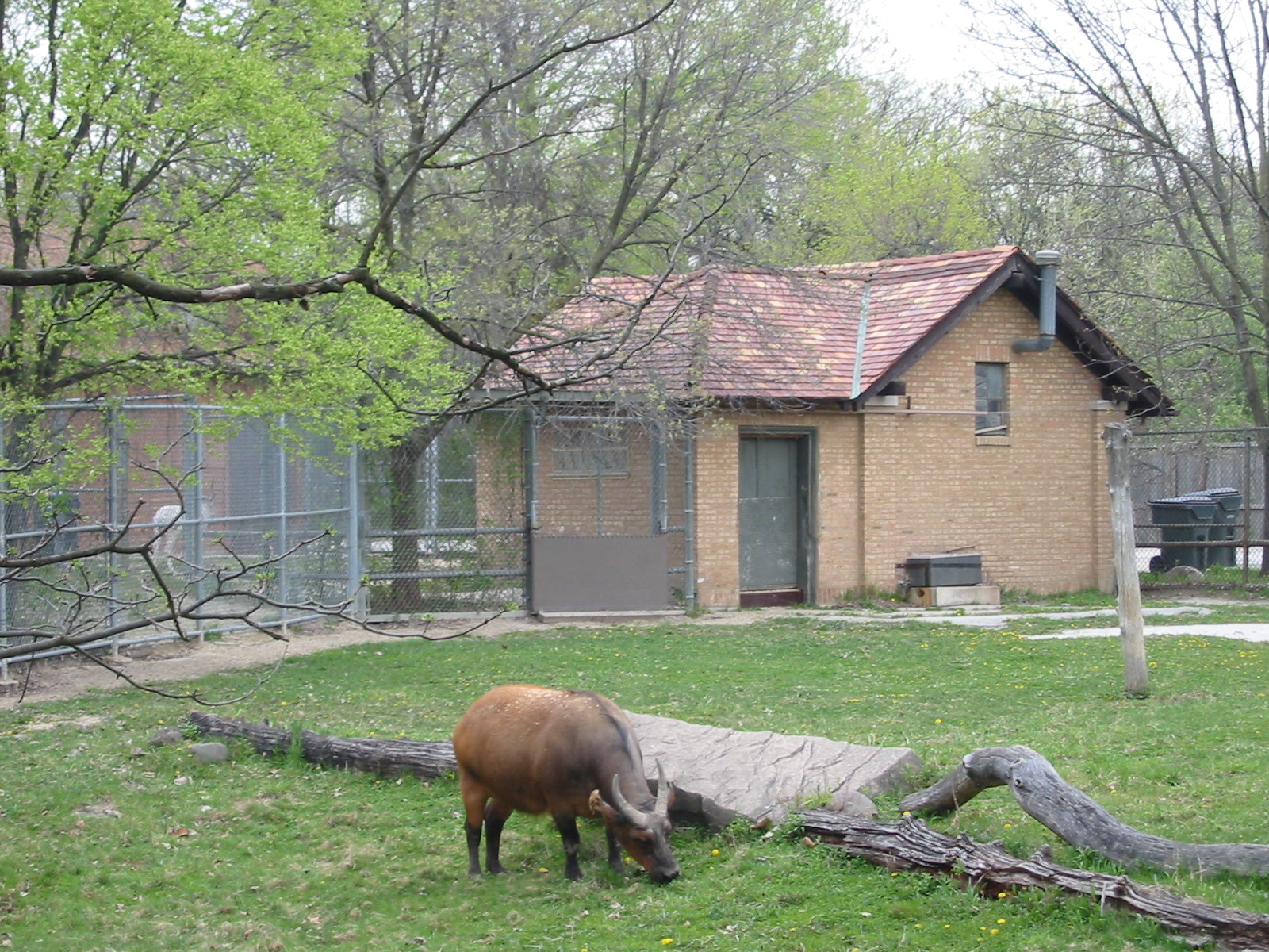 Brookfield Zoo 2003 - Forest Buffalo exhibit