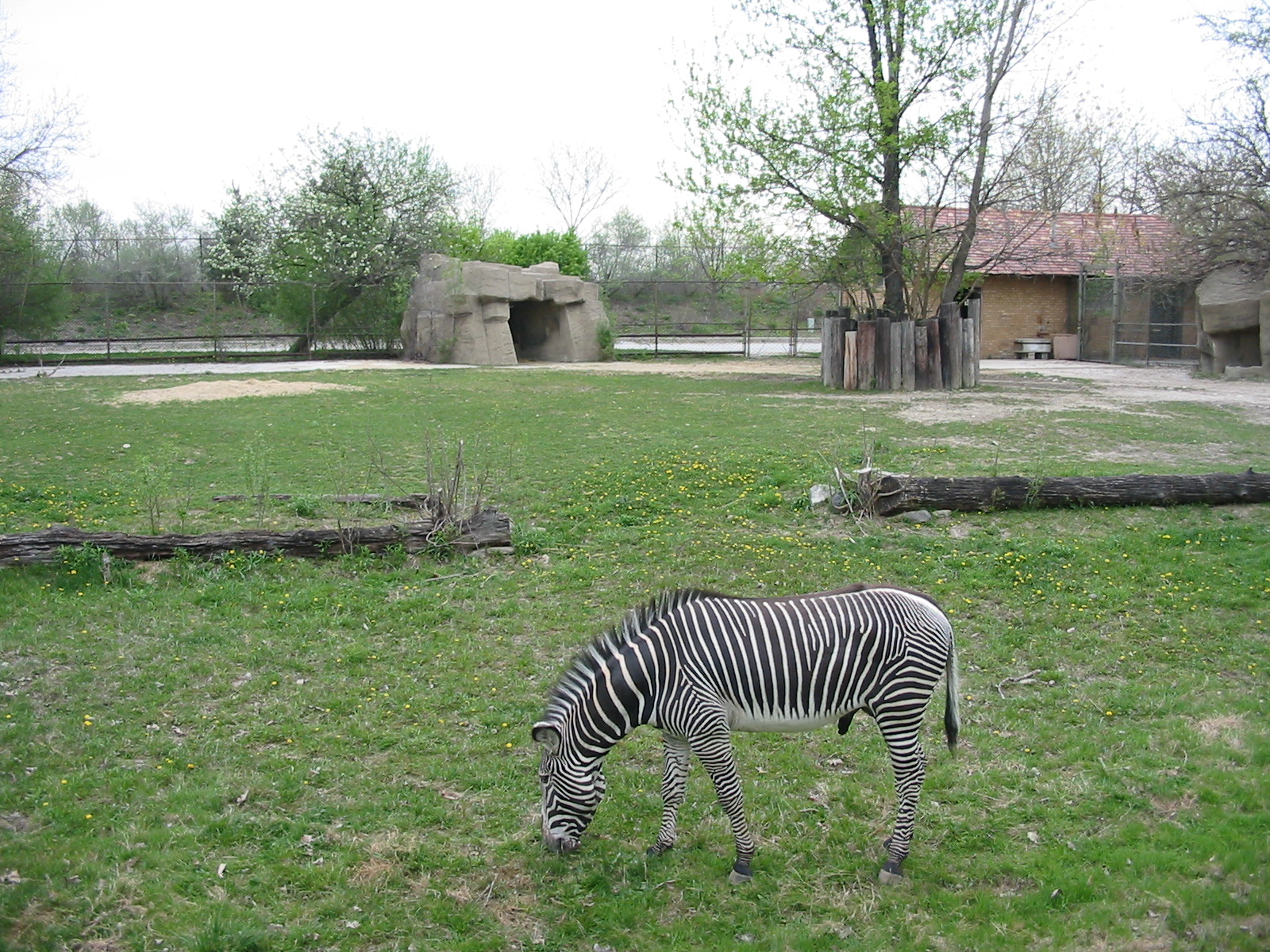 Brookfield Zoo 2003 - Gervy Zebra exhibit