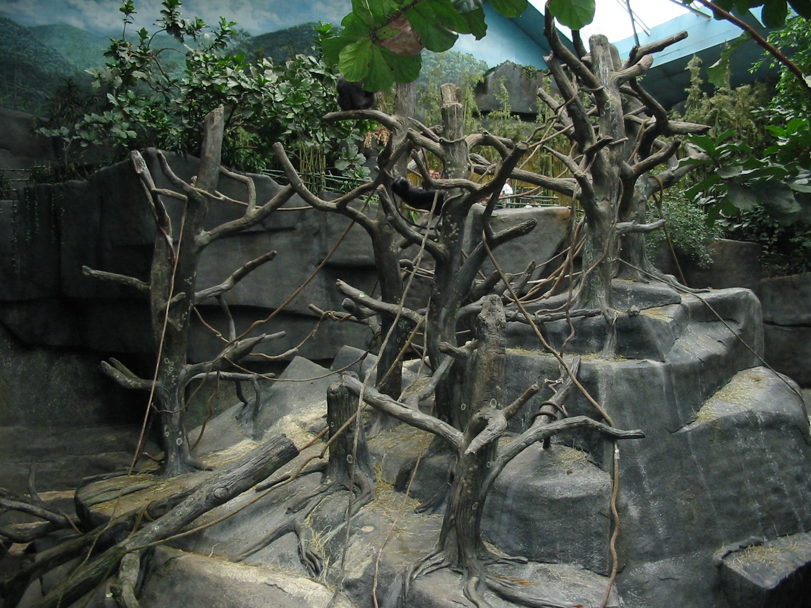 Brookfield Zoo 2003 - Gorilla exhibit in Tropic World