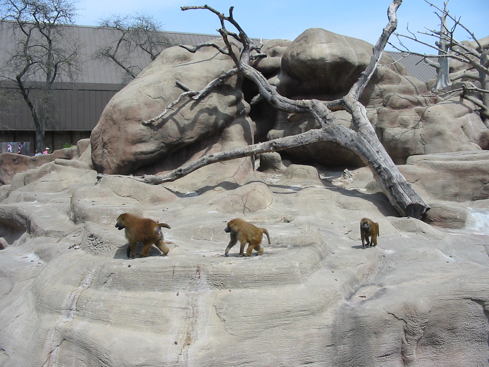 Brookfield Zoo 2003 - Guinea baboons on the Baboon Rock