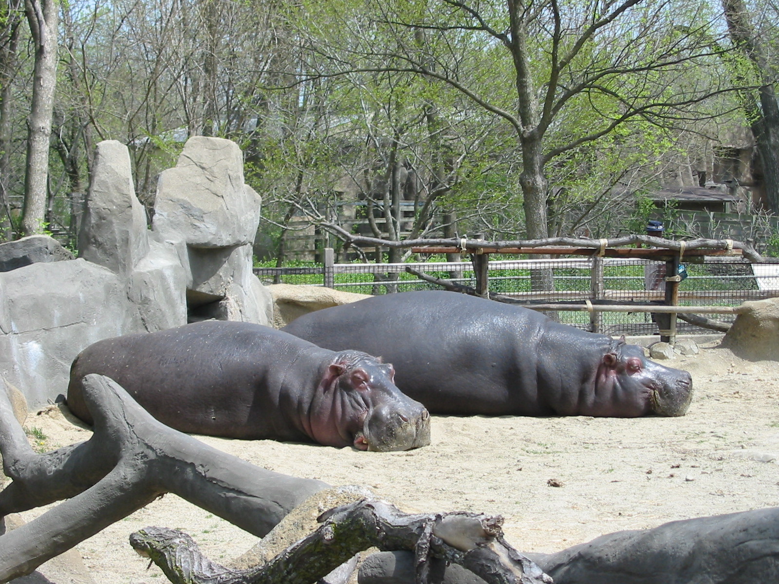 Brookfield Zoo 2003 - Hippopotamus at the Pachyderm House