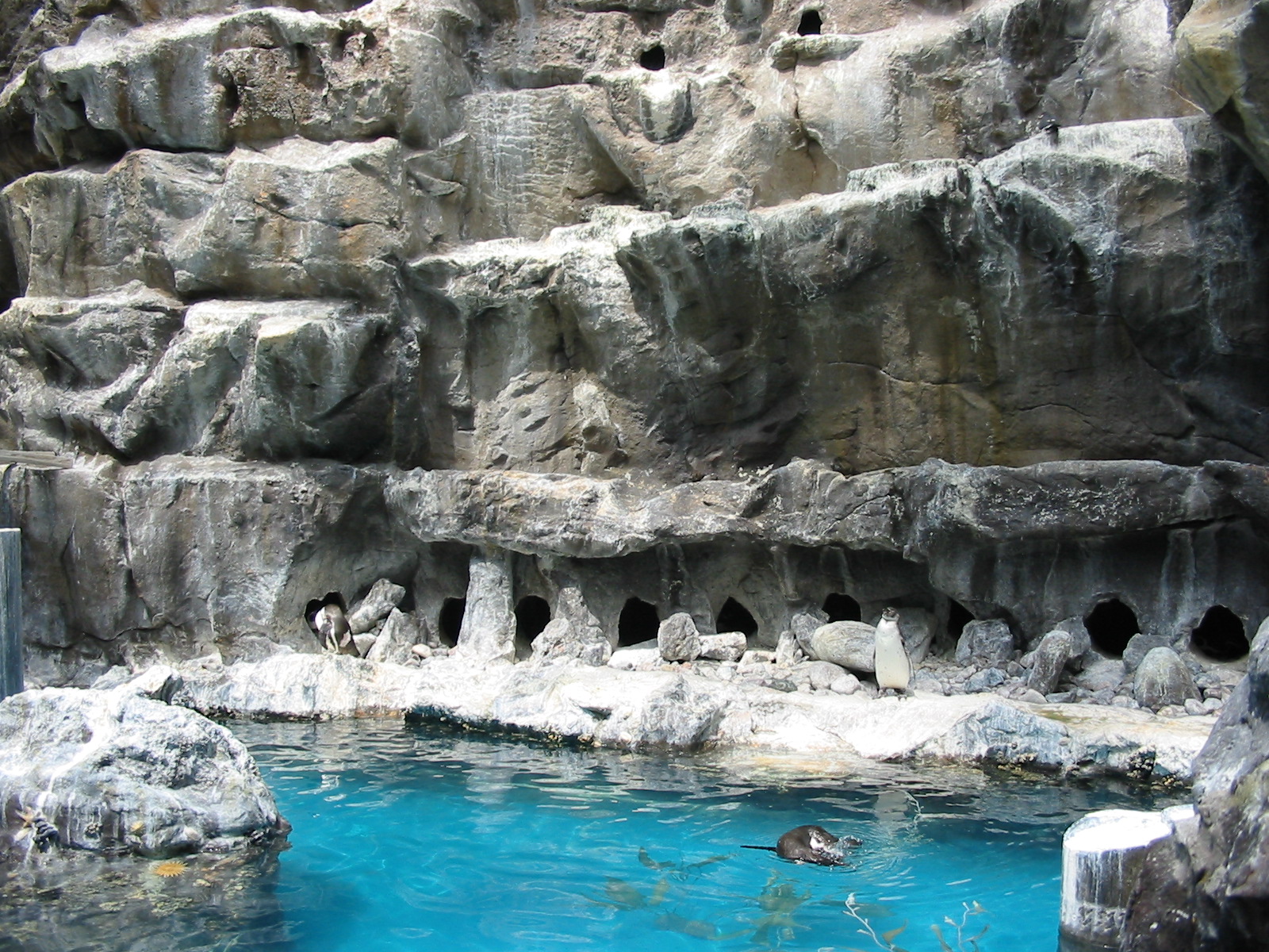 Brookfield Zoo 2003 - Humboldt Penguin exhibit in the Living Coast