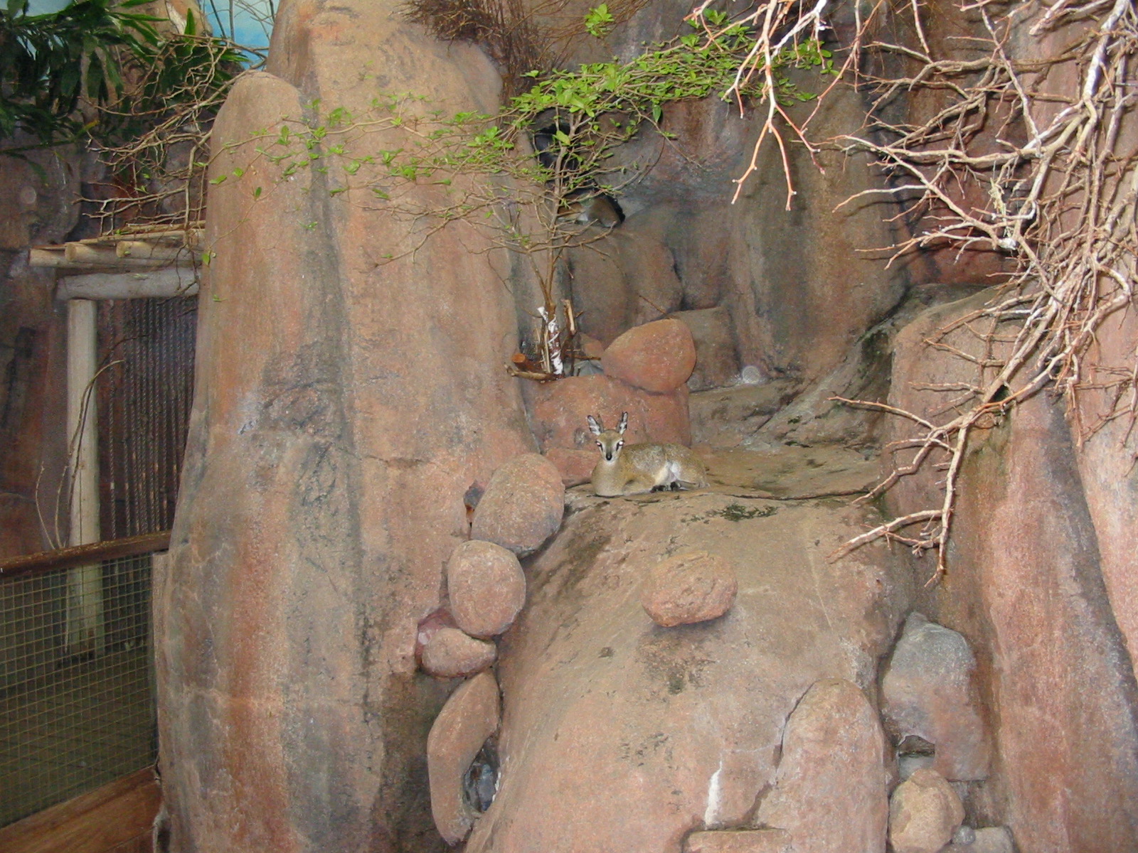 Brookfield Zoo 2003 - Klipspringer in Habitat Africa