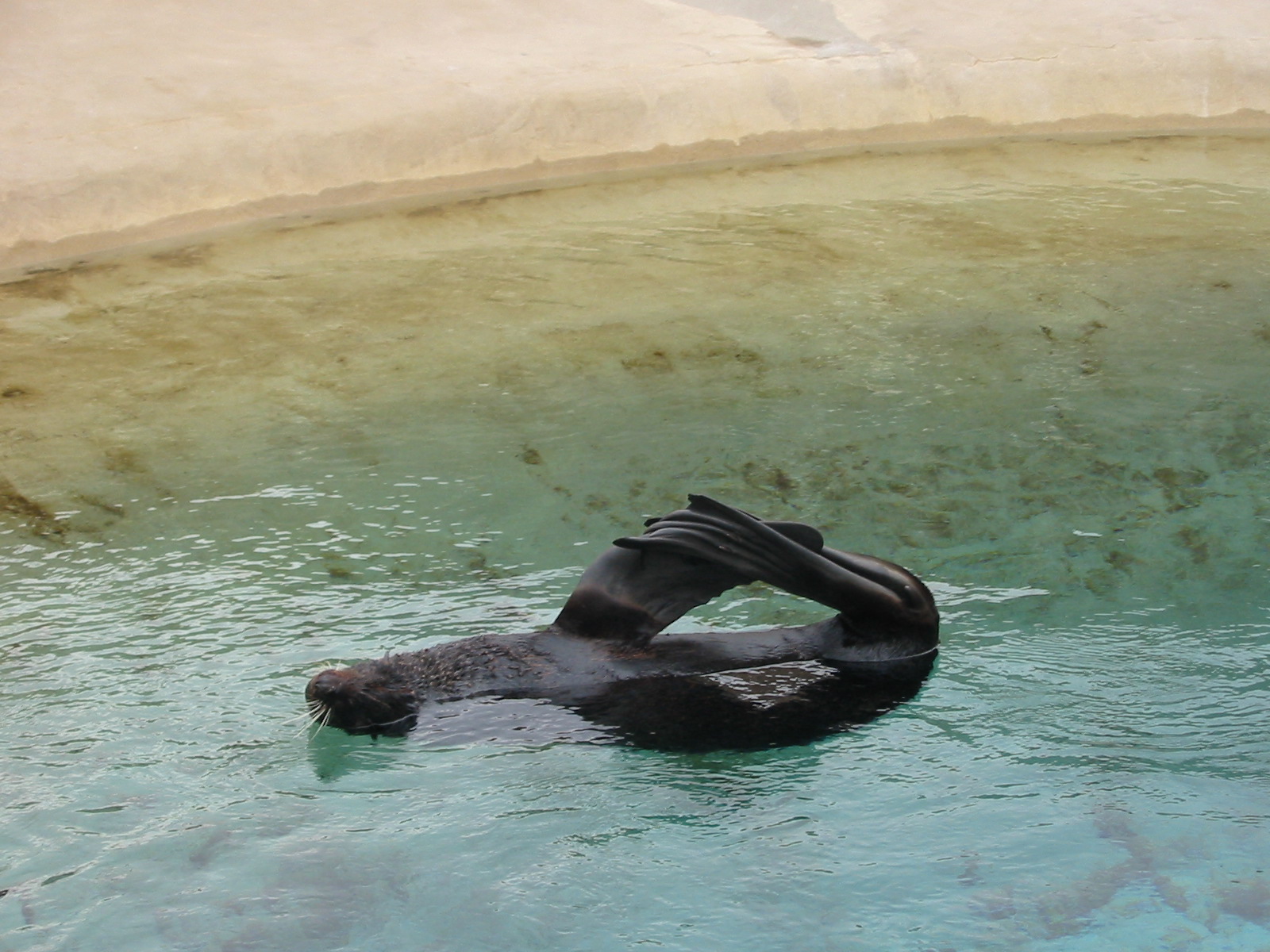 Brookfield Zoo 2003 - Northern Fur Seal enjoys himself