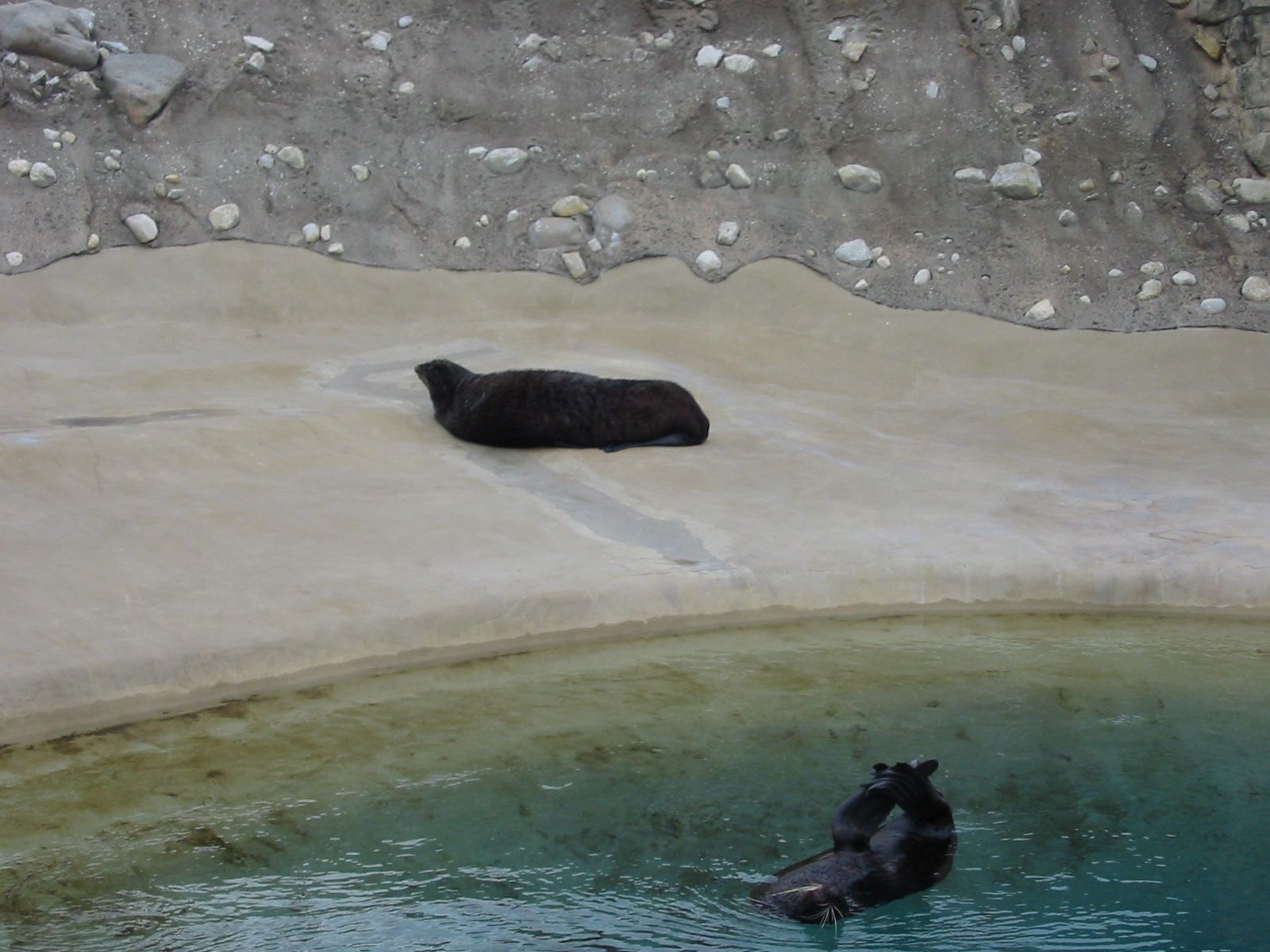 Brookfield Zoo 2003 - Northern Fur Seals in Pinniped Point
