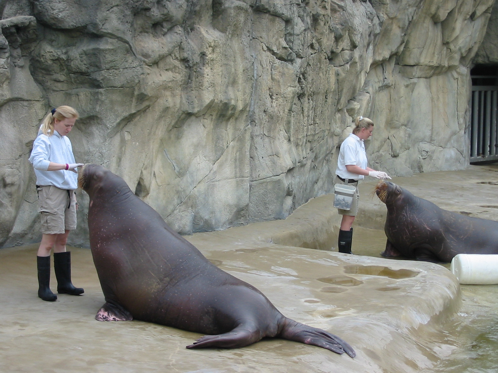 Brookfield Zoo 2003 - Pacific Walrus feeding