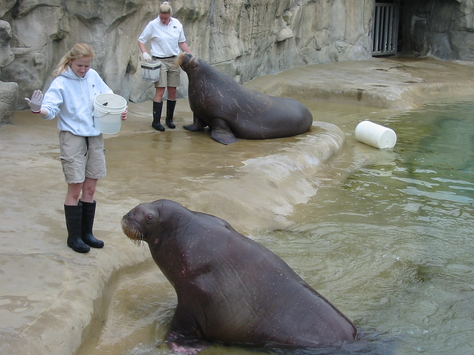 Brookfield Zoo 2003 - Pacific Walrus feeding
