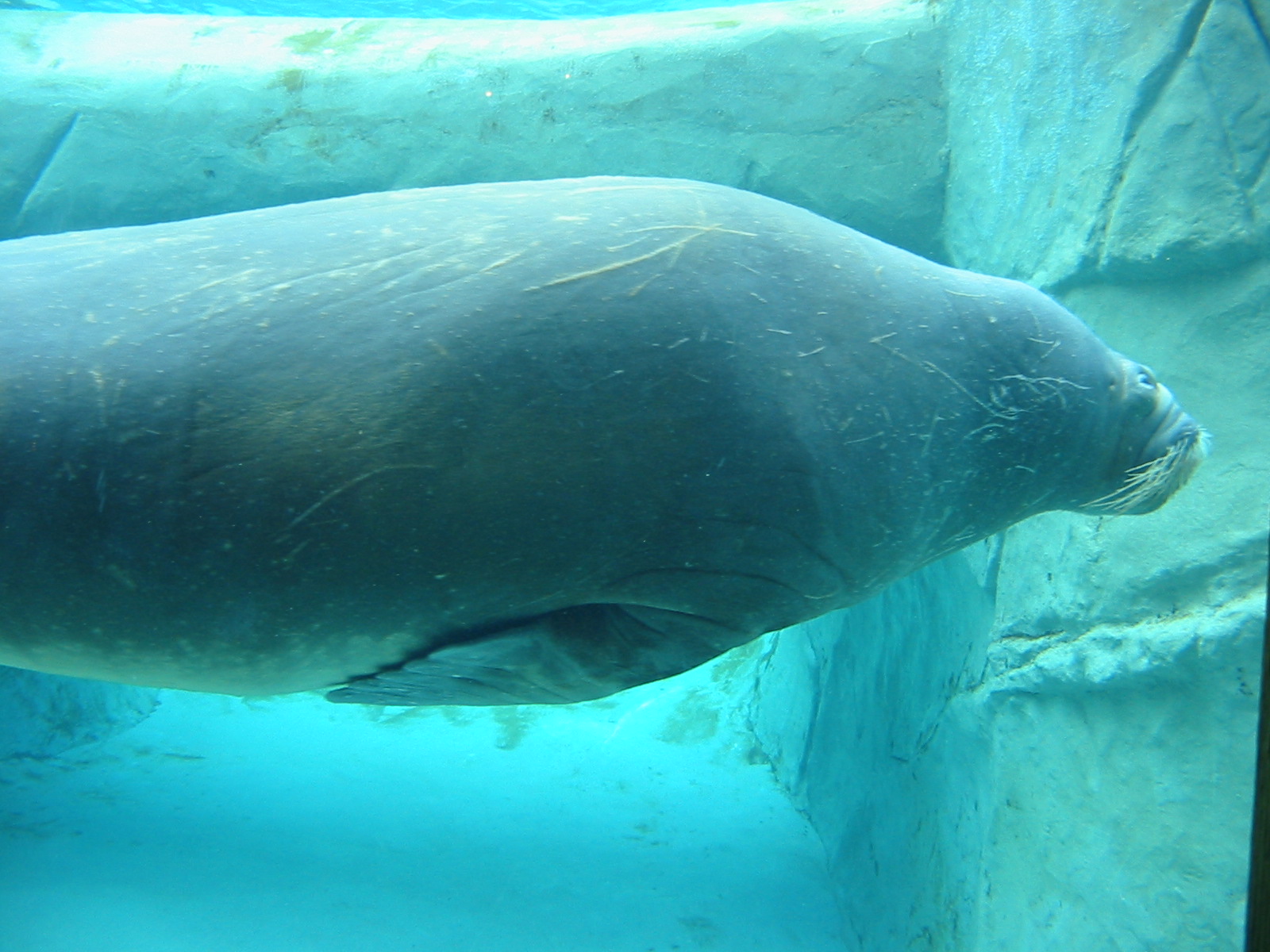 Brookfield Zoo 2003 - Pacific Walrus underwater