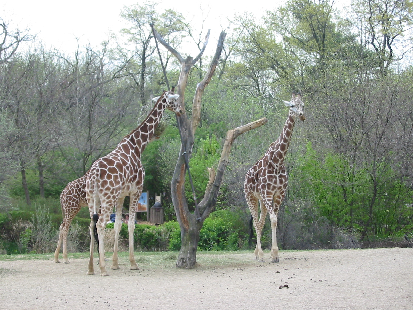Brookfield Zoo 2003 - Reticulated Giraffe in Habitat Africa